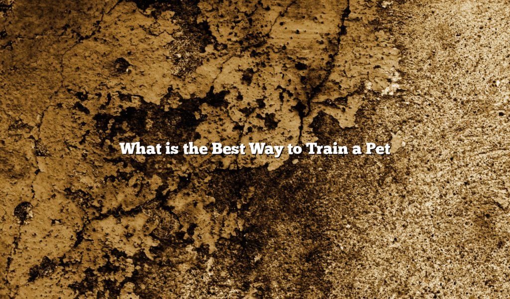 What is the Best Way to Train a Pet